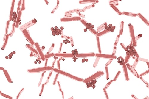 Bacteria Lactobacillus Bacteria Lactobacillus