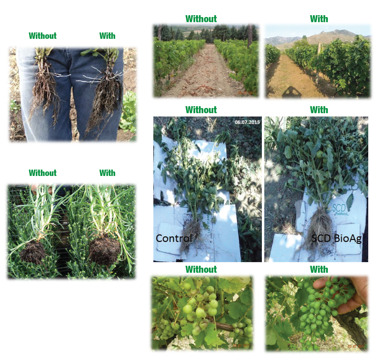 SCD-Bio-Ag-Comparison-Pictures