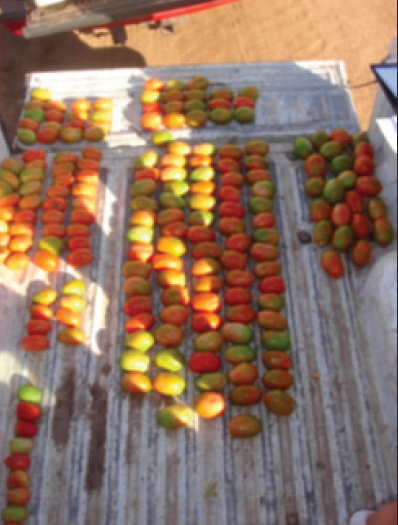 SCD-Bio-Ag-Success-Story-Tomatoes-From-Mexico